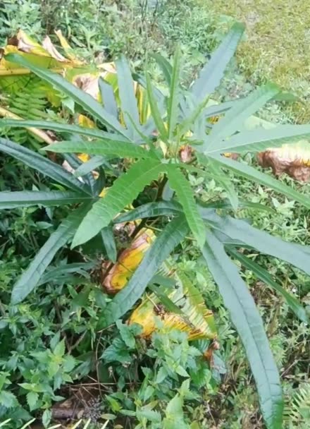 有仁堂梅州大埔特產(chǎn) 五指毛桃七指毛桃的獨(dú)特價(jià)值