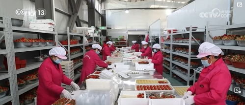 開(kāi)發(fā)衍生農(nóng)產(chǎn)品，發(fā)展創(chuàng)意農(nóng)業(yè) 鄉(xiāng)村振興展現(xiàn)別樣美